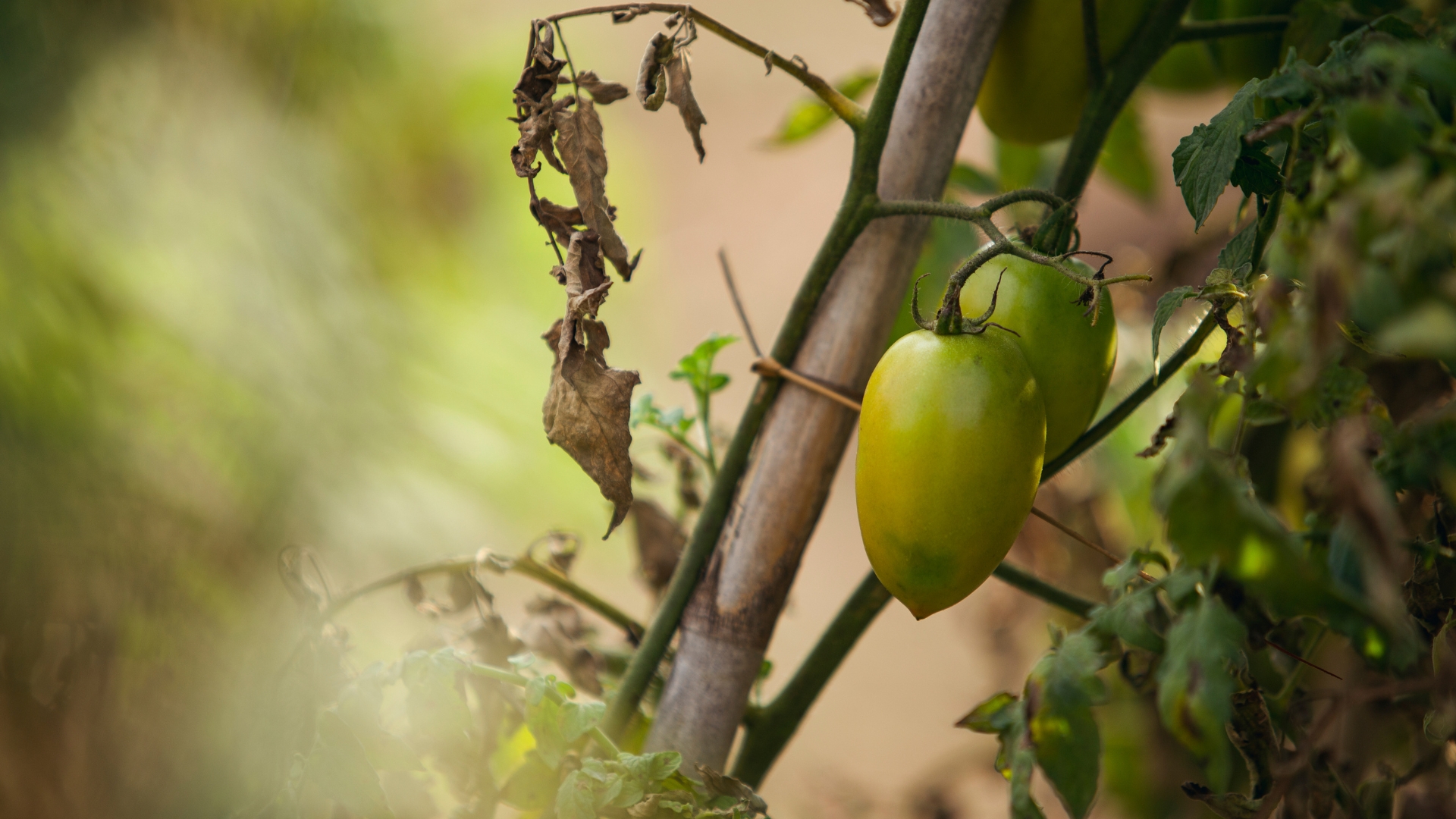 17 Reasons Your Tomatoes Stayed Small This Year—And How to Fix Them Fast