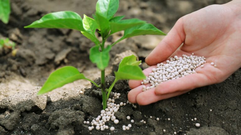 gardener adds fertilizer to a plant seedling