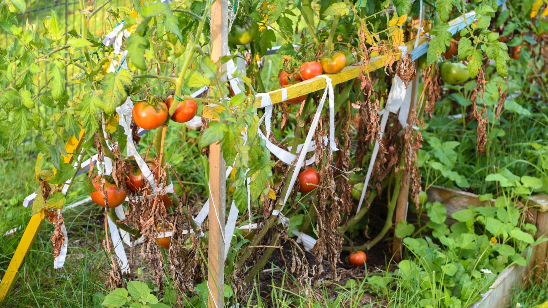 struggling garden