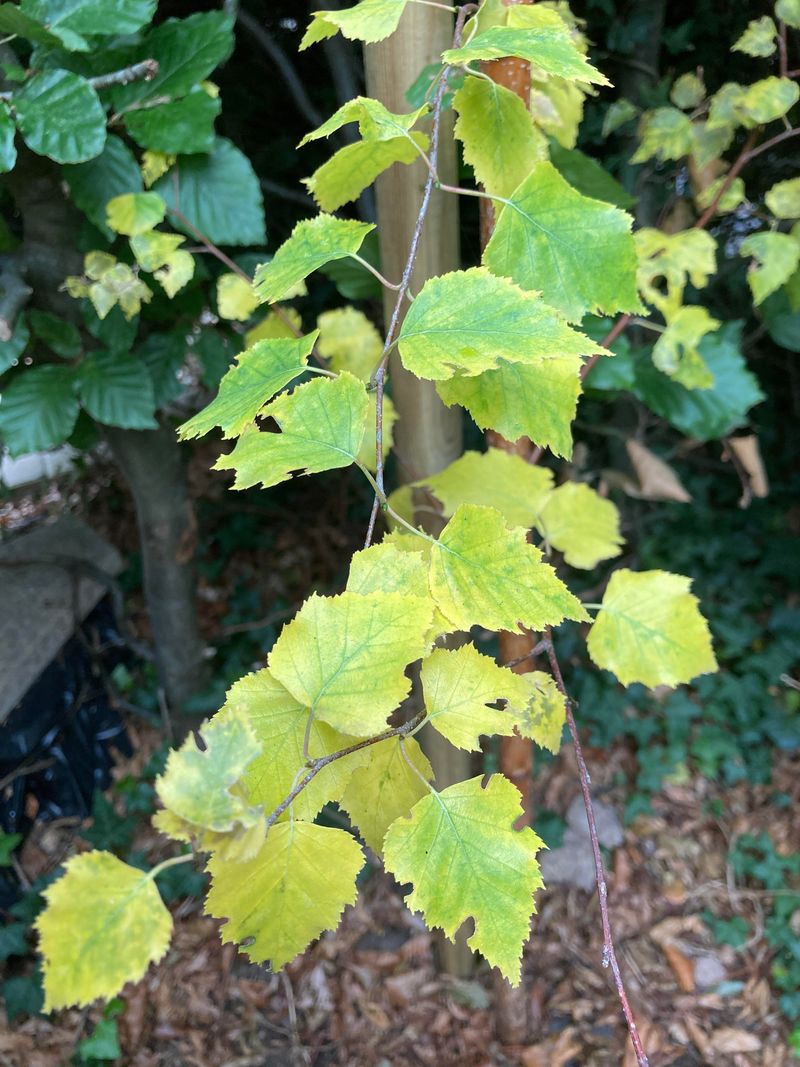 Yellowing Leaves Spell Trouble