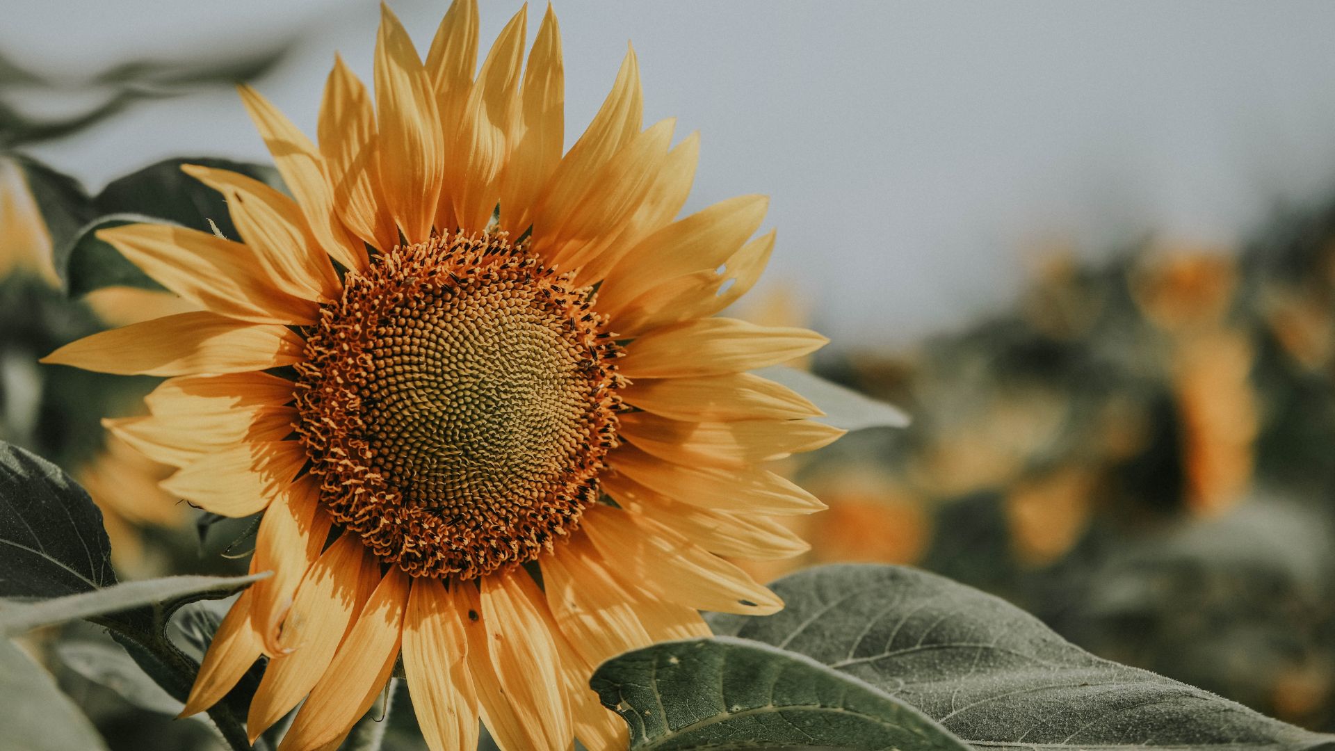 Sunflowers