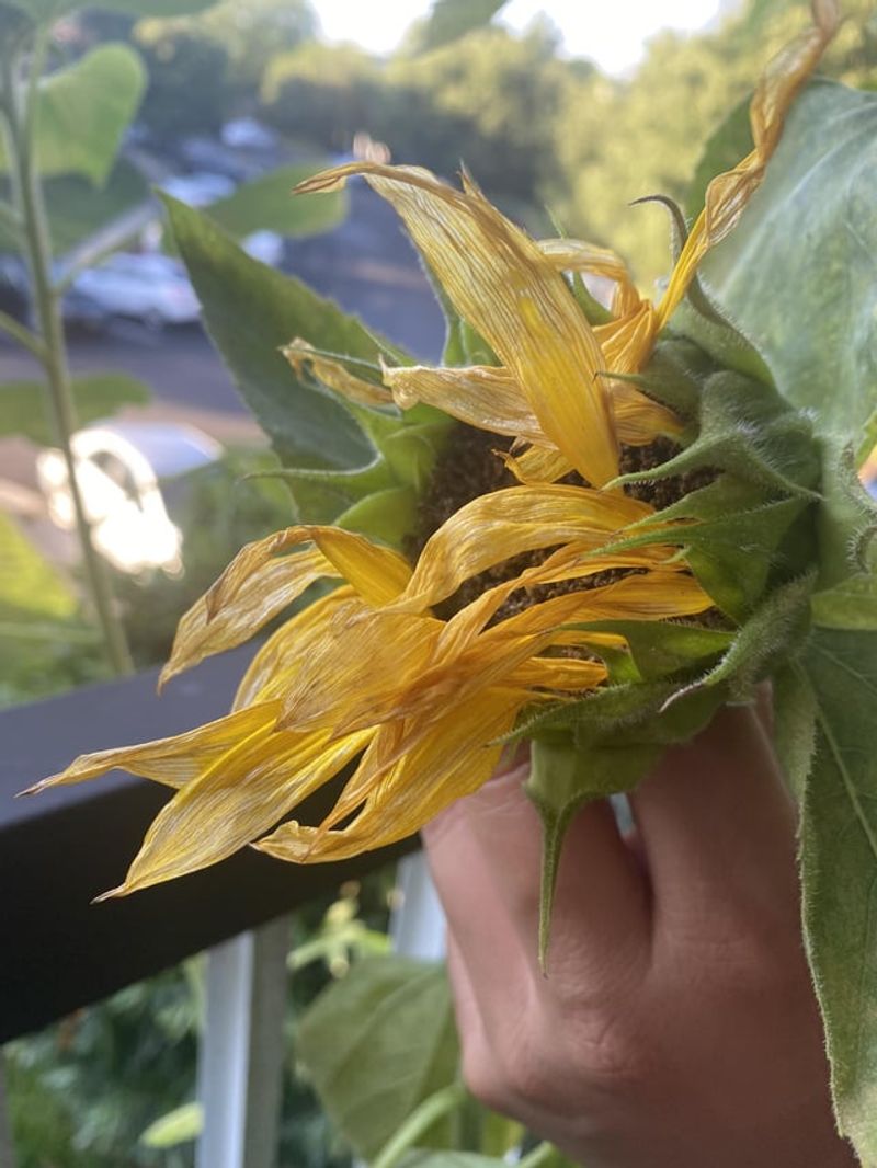 Watch For Fading Petals