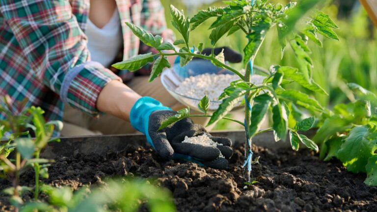 Fertilizers On Tomatoes