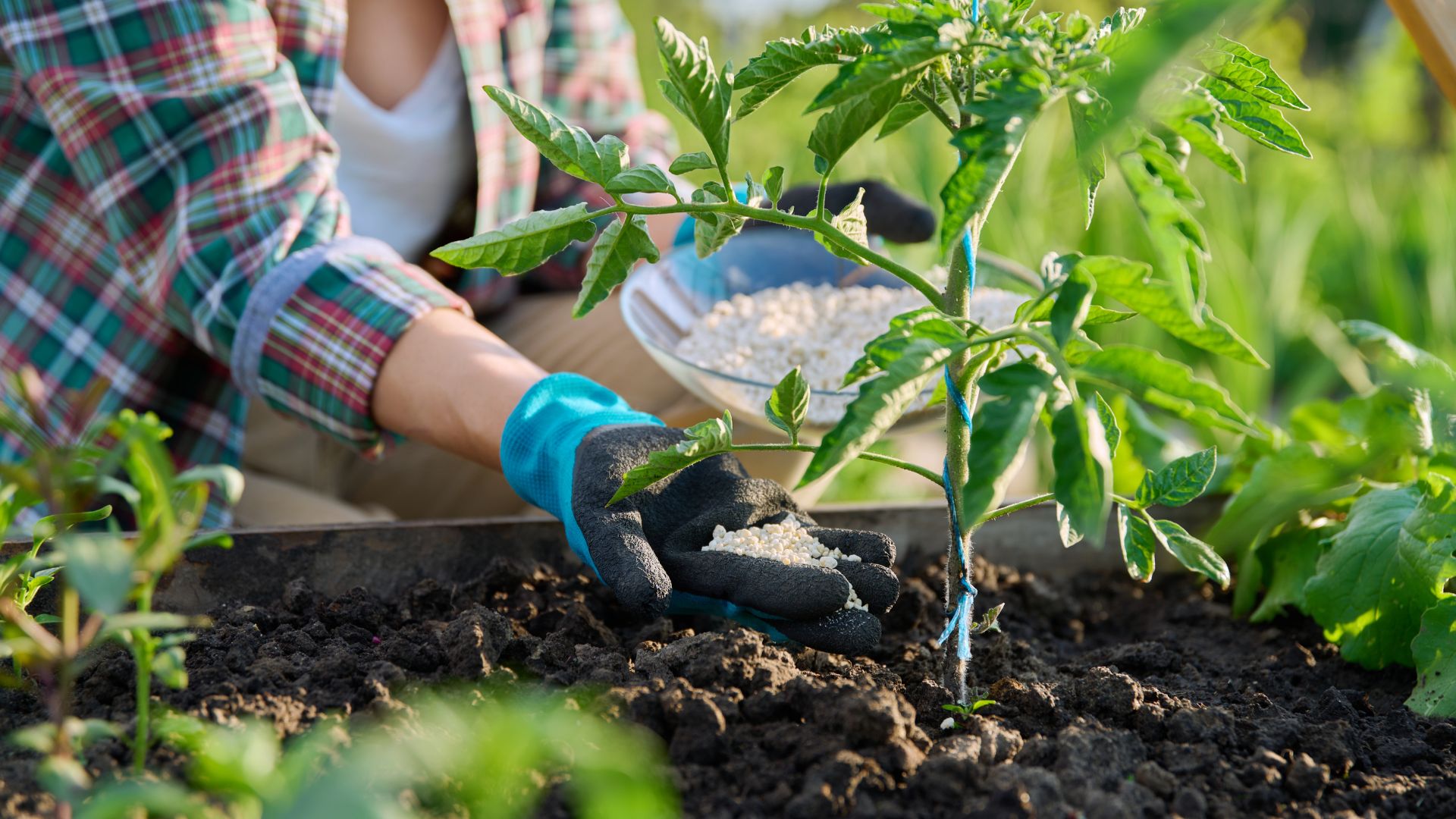Fertilizers On Tomatoes