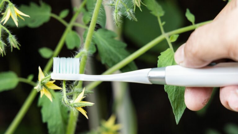 toothbrush pollination tomatoes