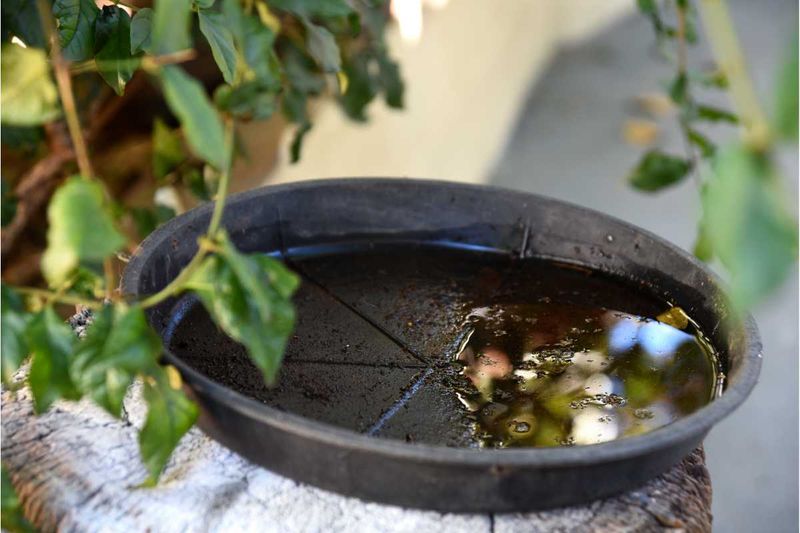 Stagnant Water In Drainage Trays