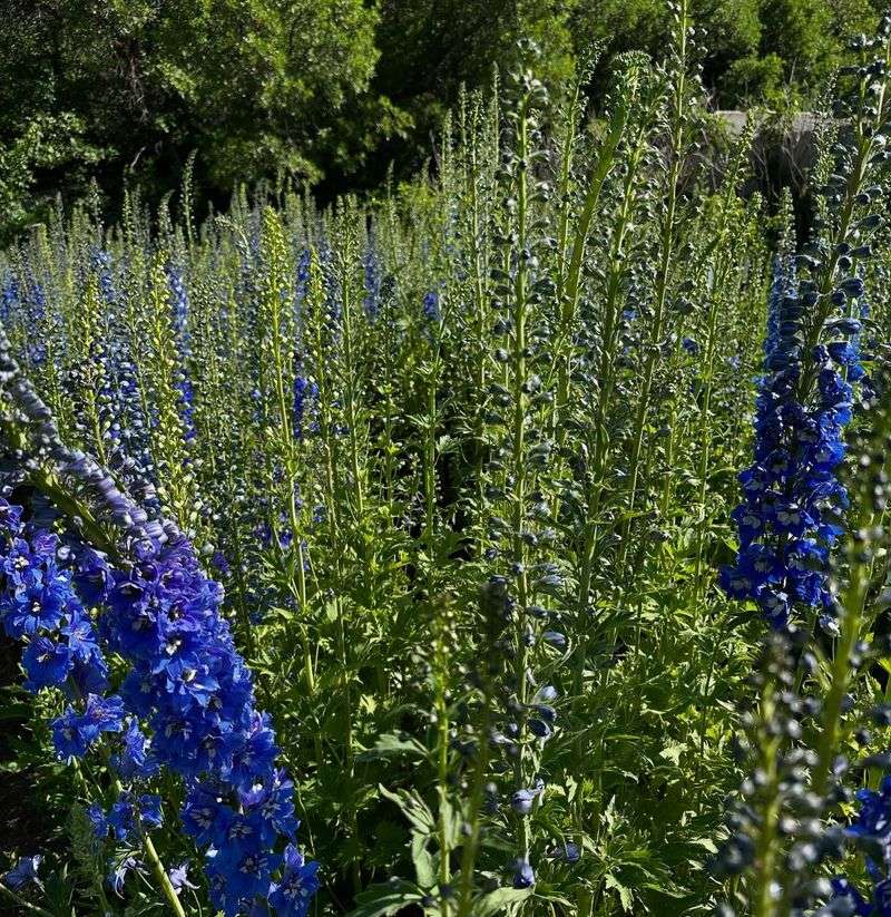 Delphinium