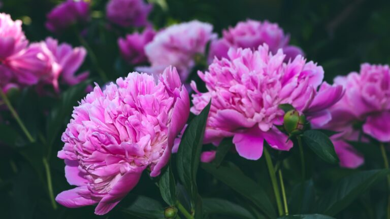 peony flowers
