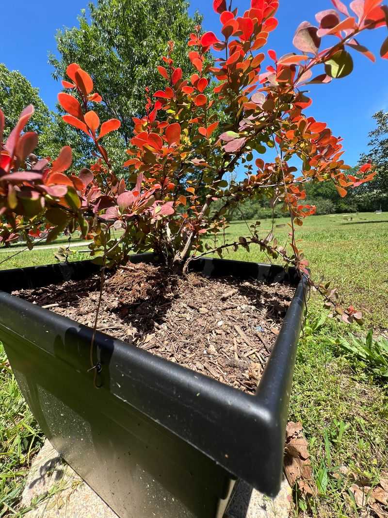 Japanese Barberry