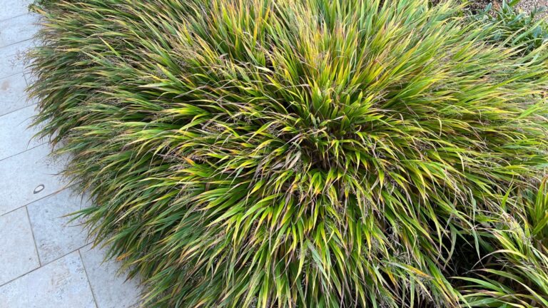 japanese forest grass