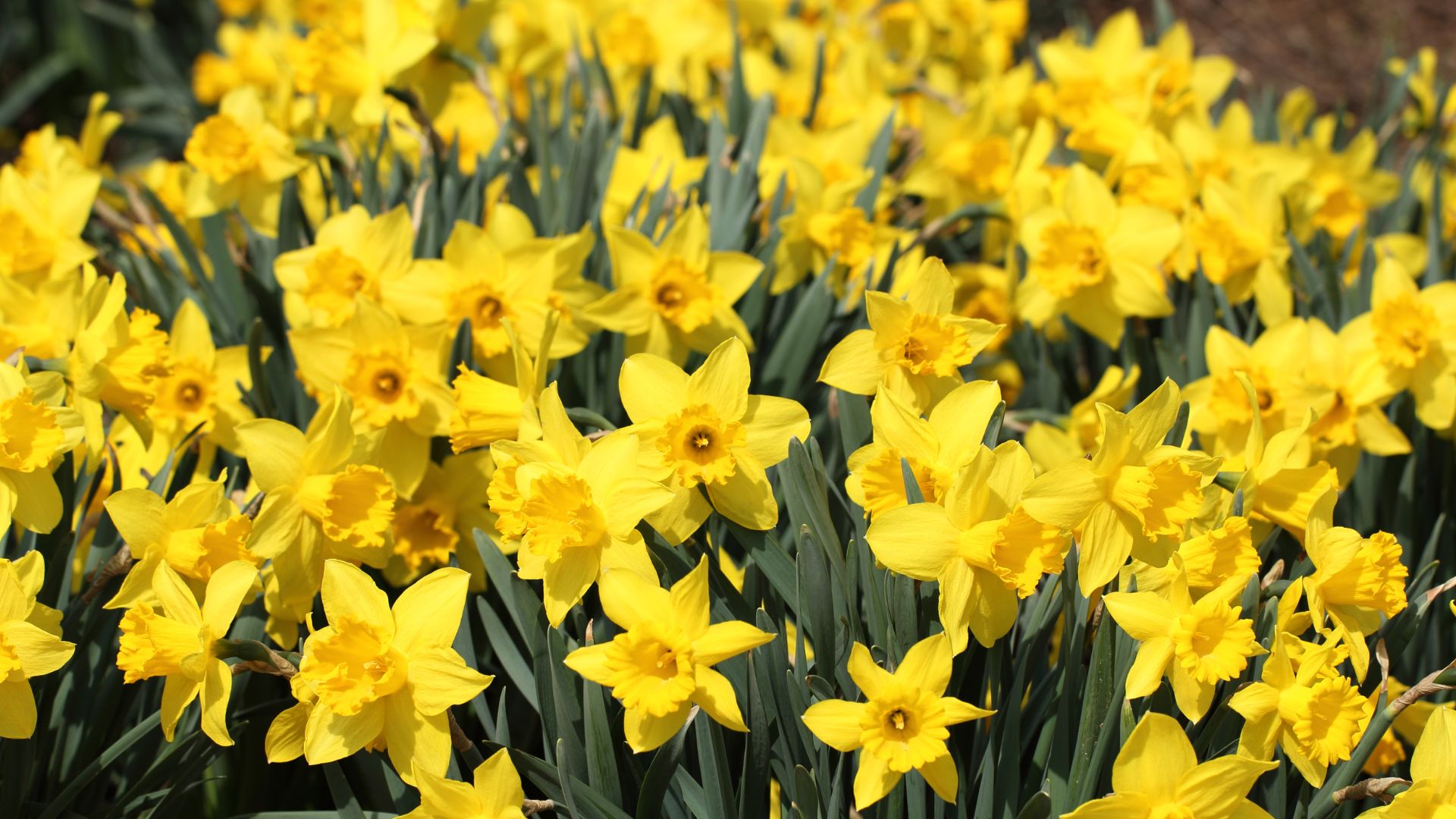 17 Tips To Plant, Grow, And Care For Daffodils The Right Way