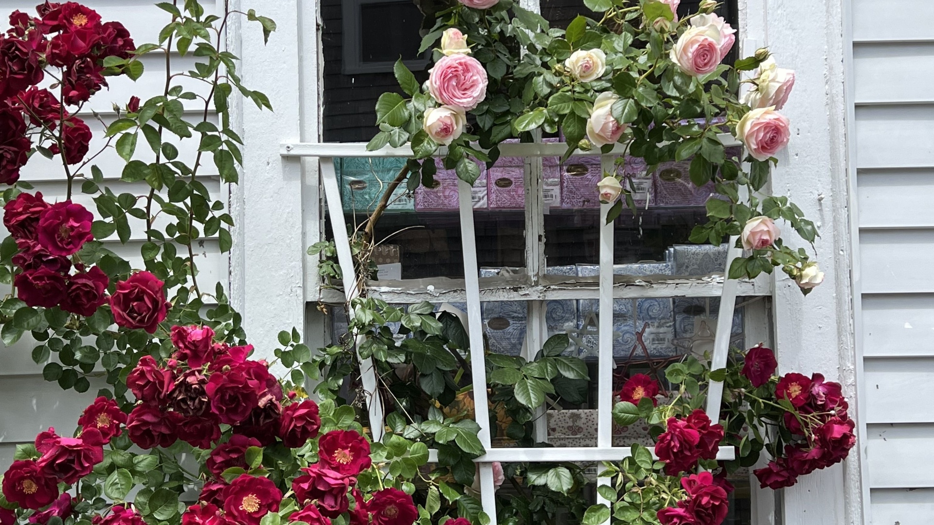 rose trellis