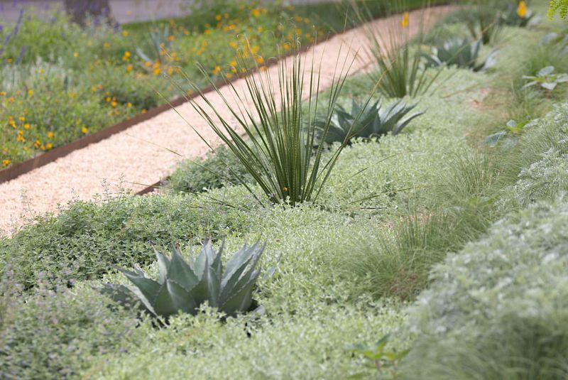 Native Plant Clusters