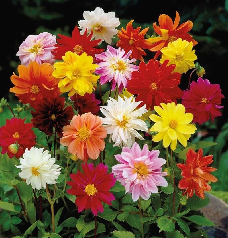 Choose Naturally Compact Varieties