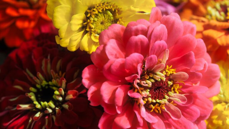 zinnias