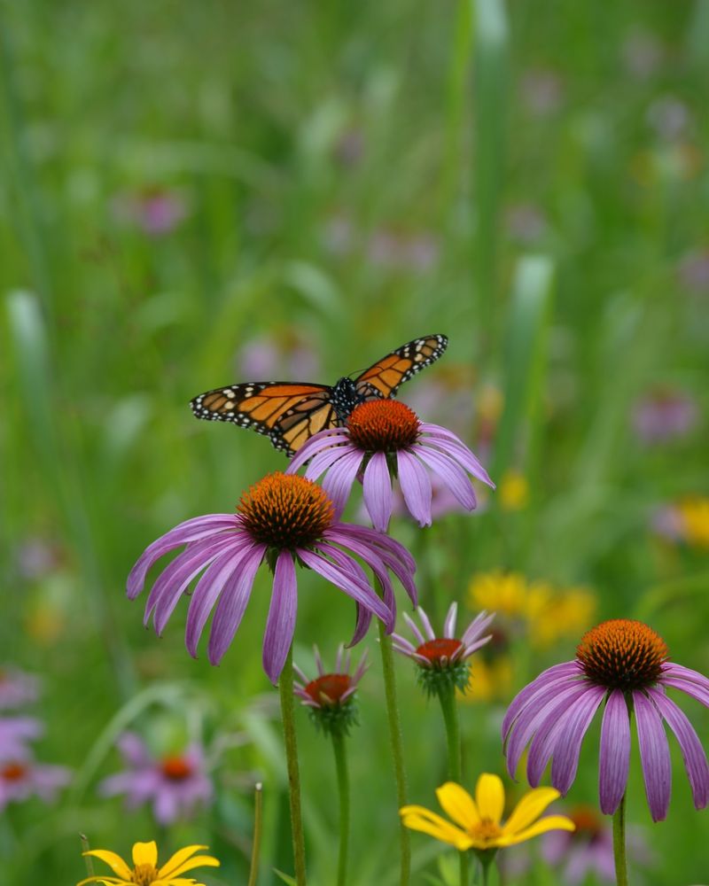 Purple Coneflower