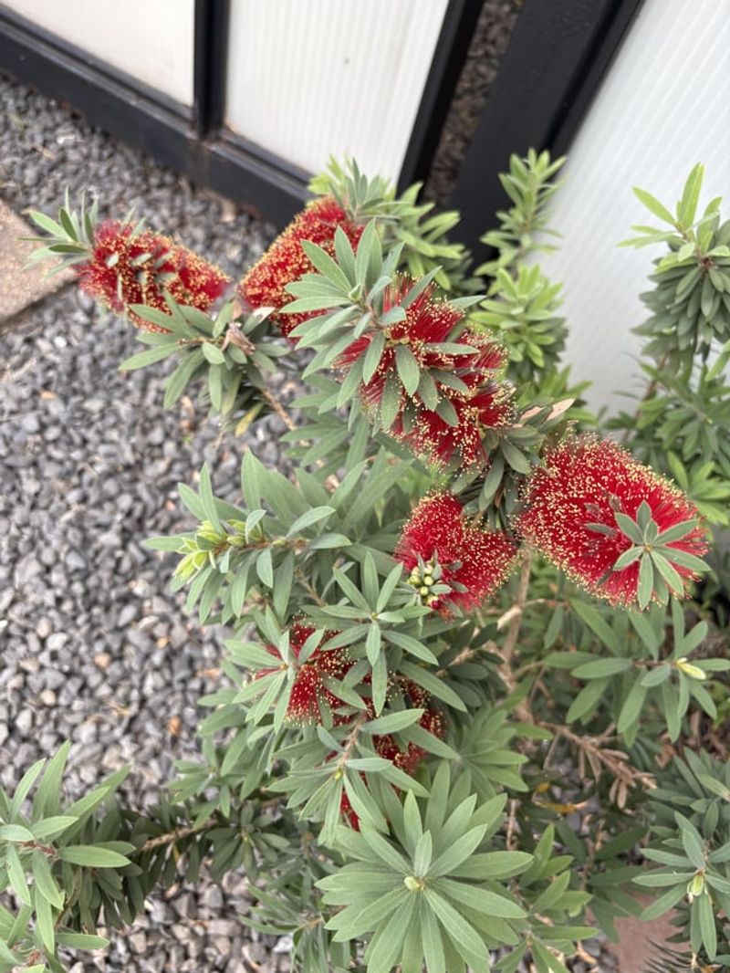 18. Dwarf Bottlebrush
