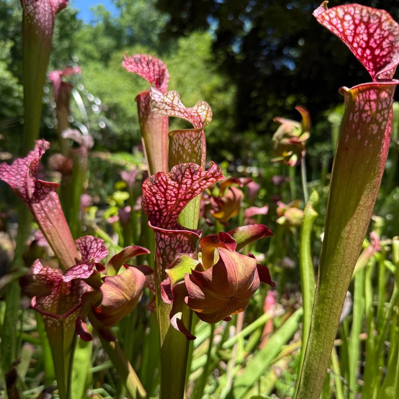 18. Pitcher Plants