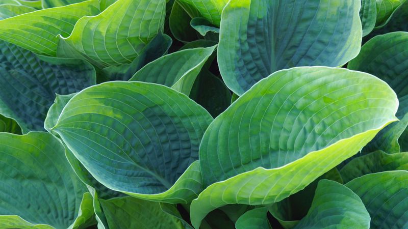 18. Hosta