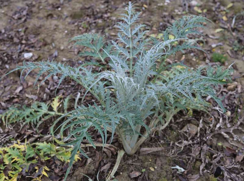 19. Cardoon