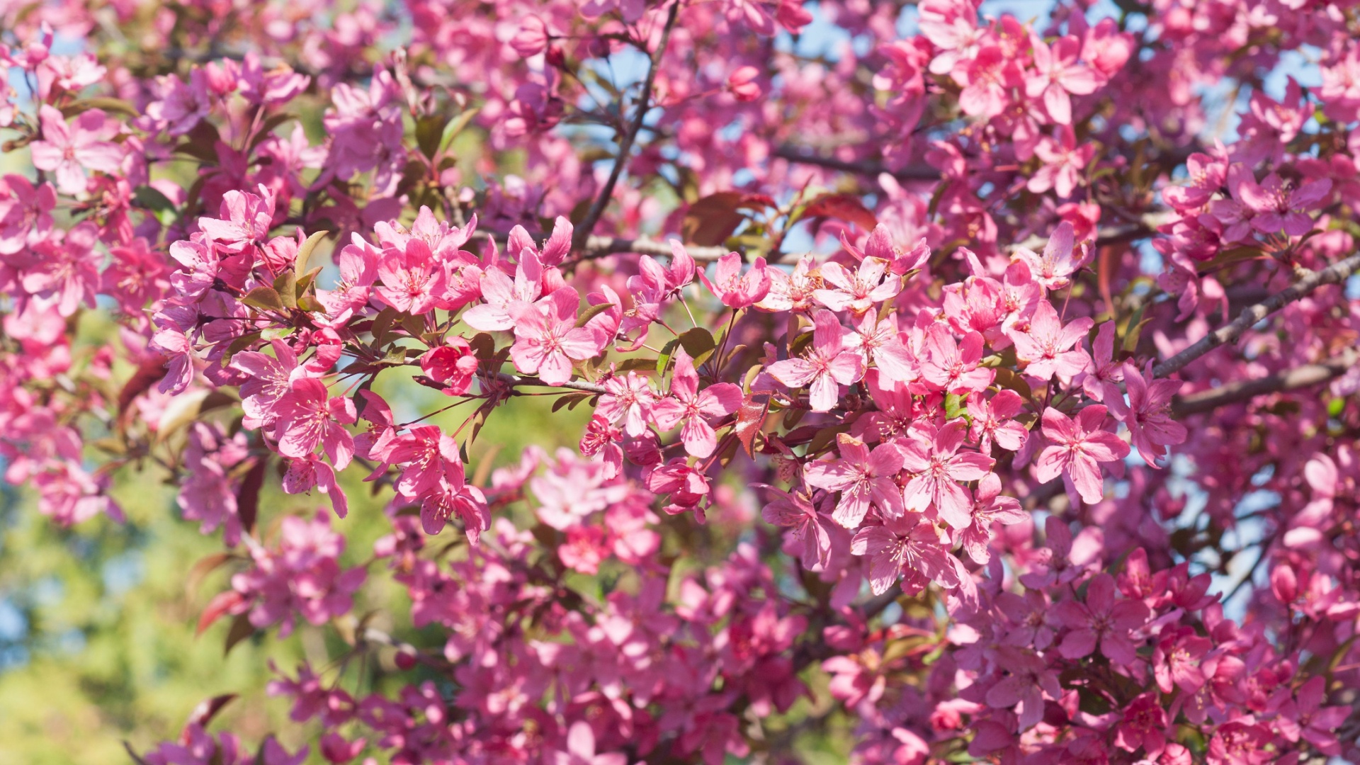 Backyard Trees That Stay Small But Provide Tons Of Shade For Illinois Gardens