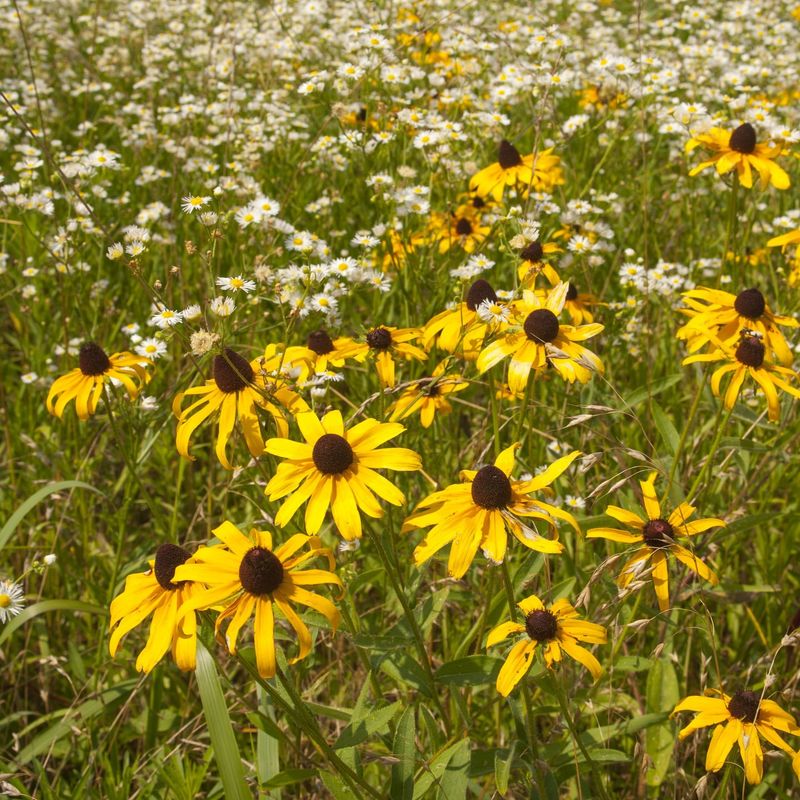 Plant Native Kentucky Wildflowers