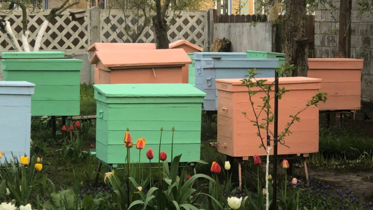 colorful beehives in backyard