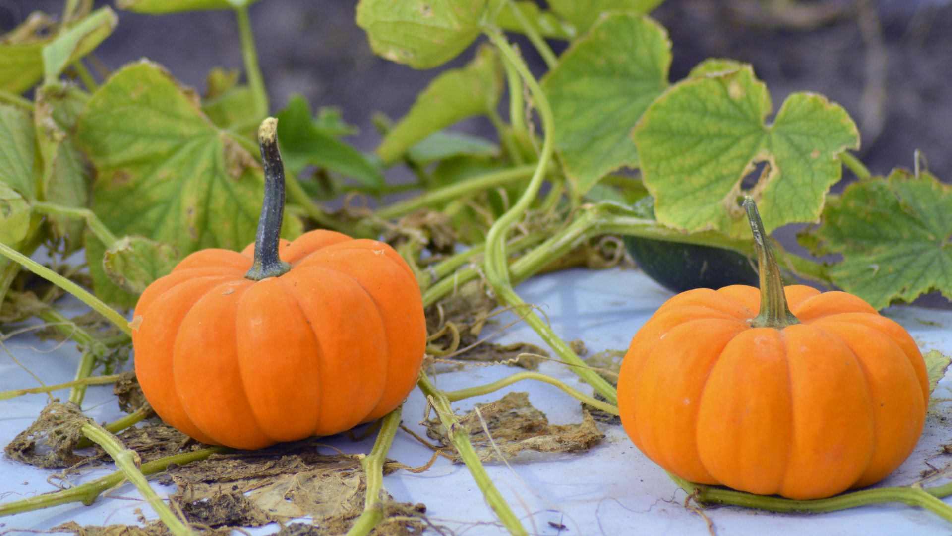 18 Crops You Should Still Plant In July (Yes, Even Pumpkins)