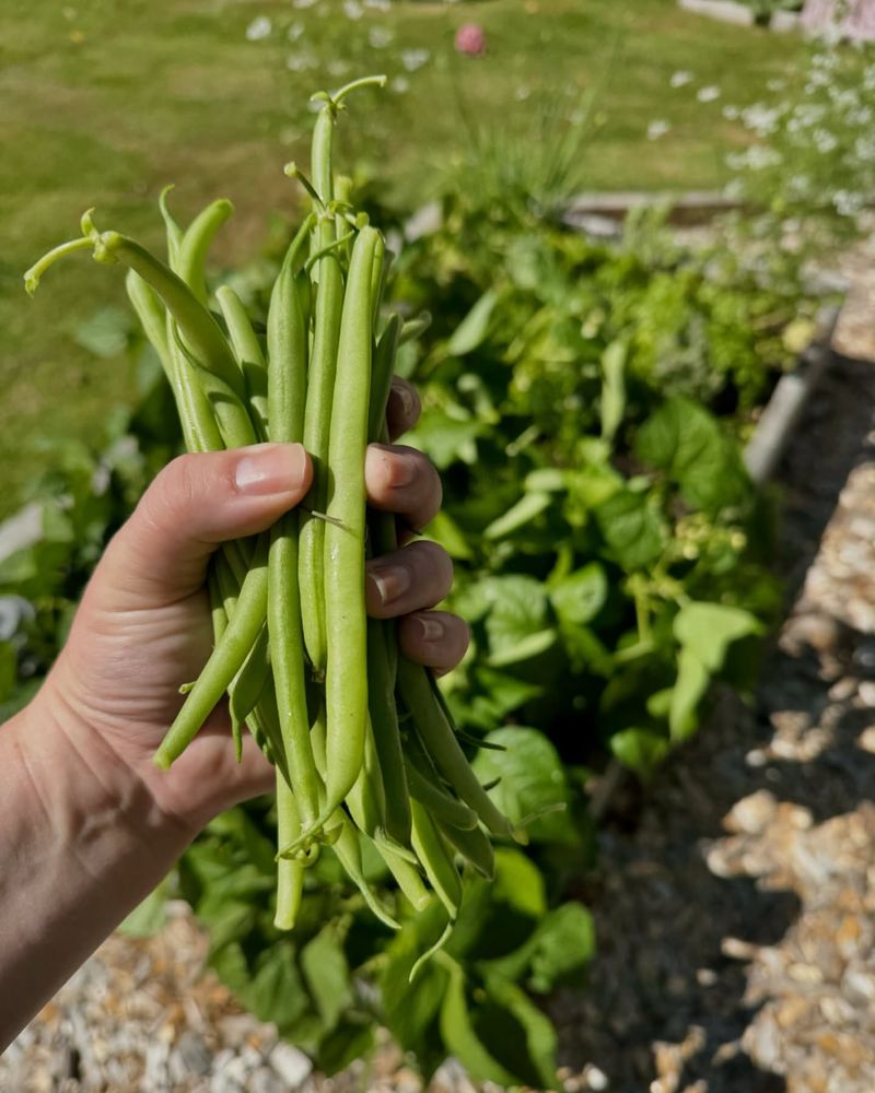 Bush Beans