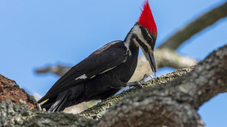 woodpeckers