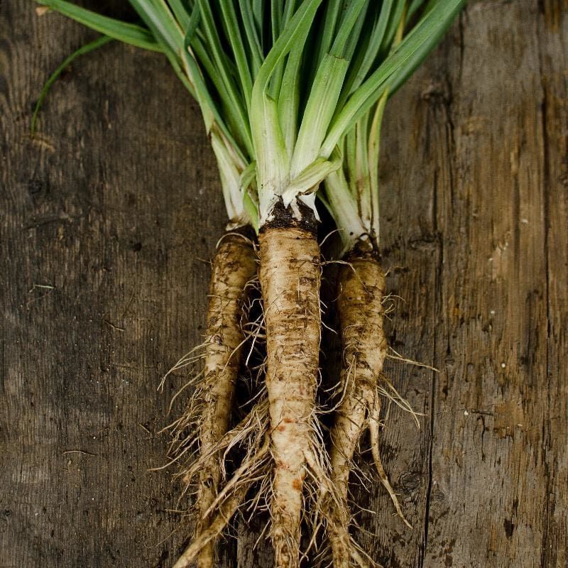 1. Salsify: The Oyster Plant