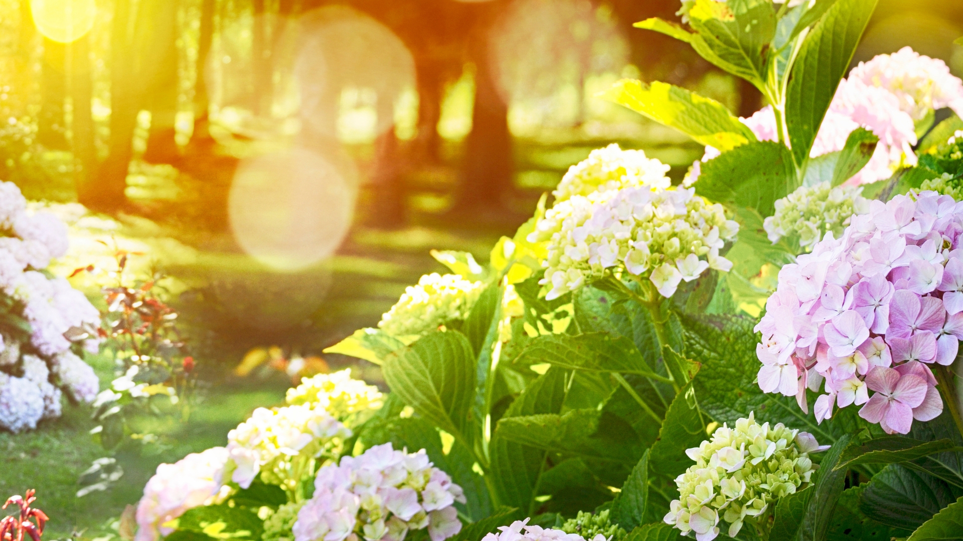 hydrangeas in summer sun
