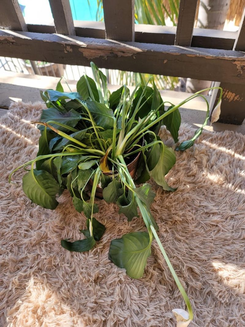 Wilting Plants Despite Regular Watering