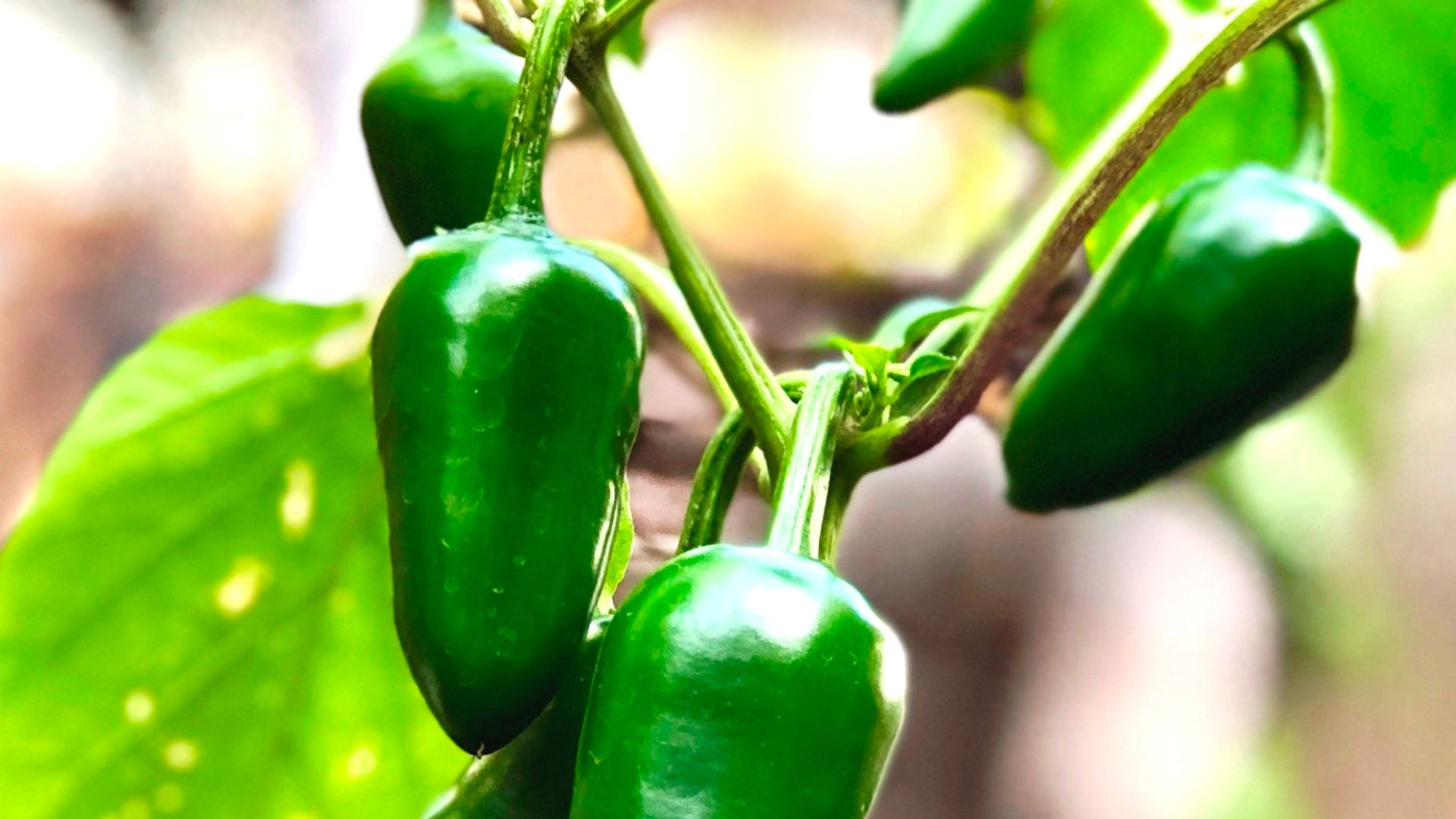 Jalapeno