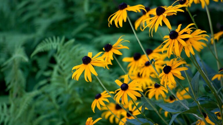 black eyed susans
