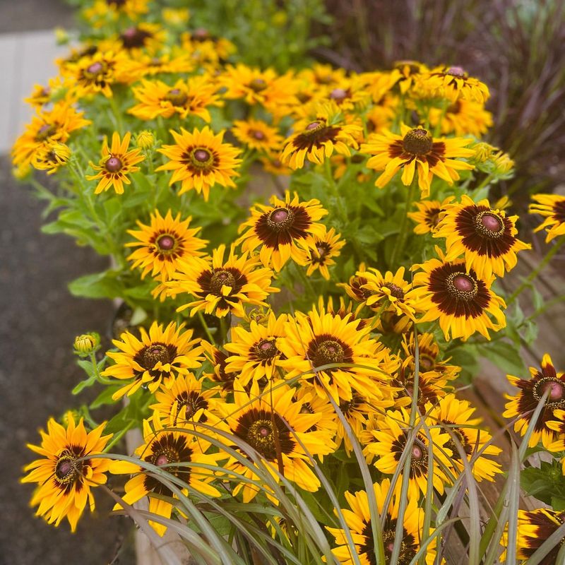 Black-Eyed Susan