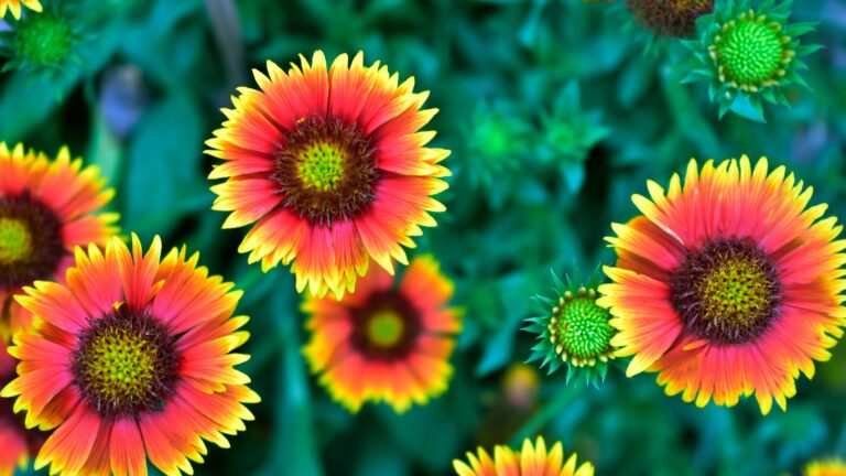 blanket flower