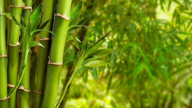 bamboo