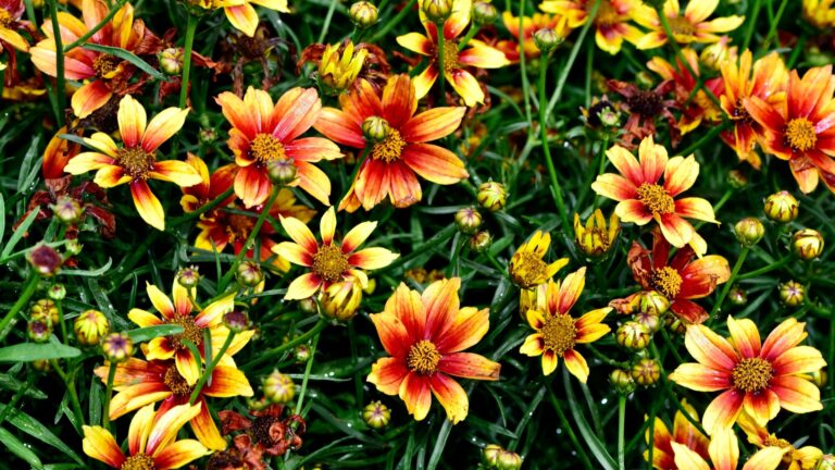 Coreopsis