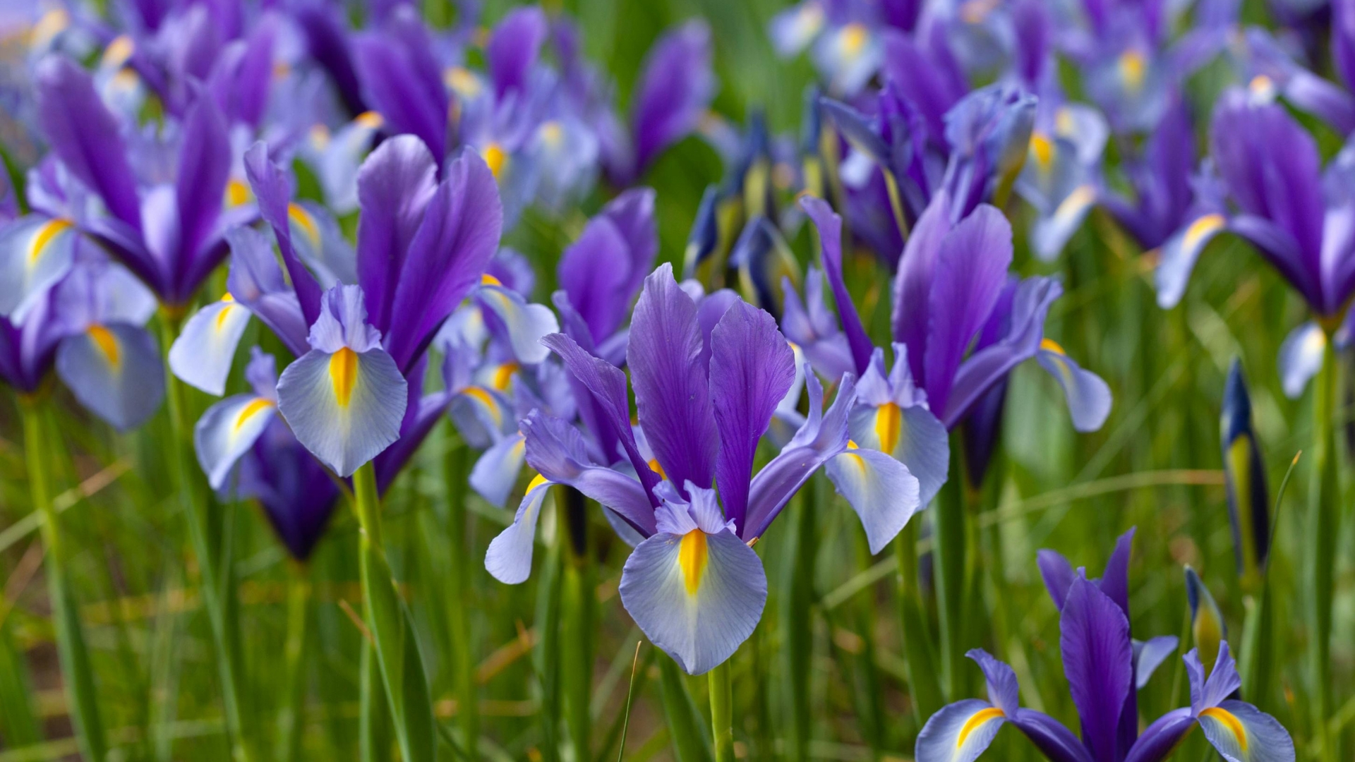 bearded iris flowers