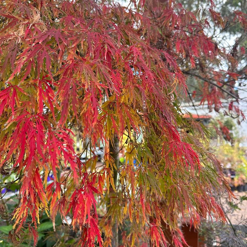1. Japanese Maple