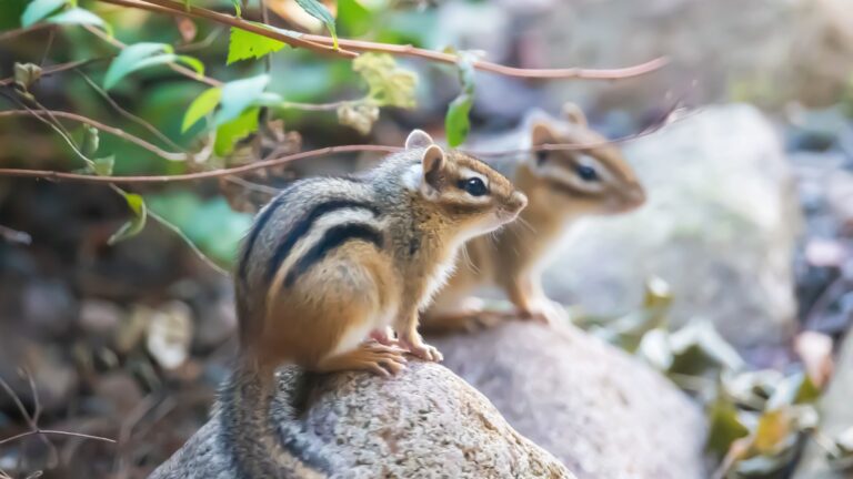 chipmunks
