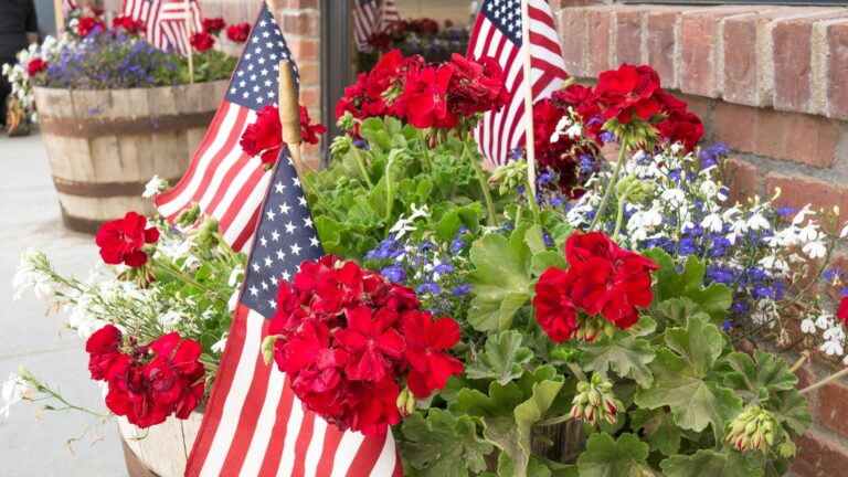 4th of july blooming flowers