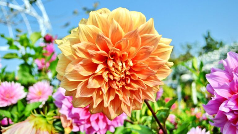 dahlias