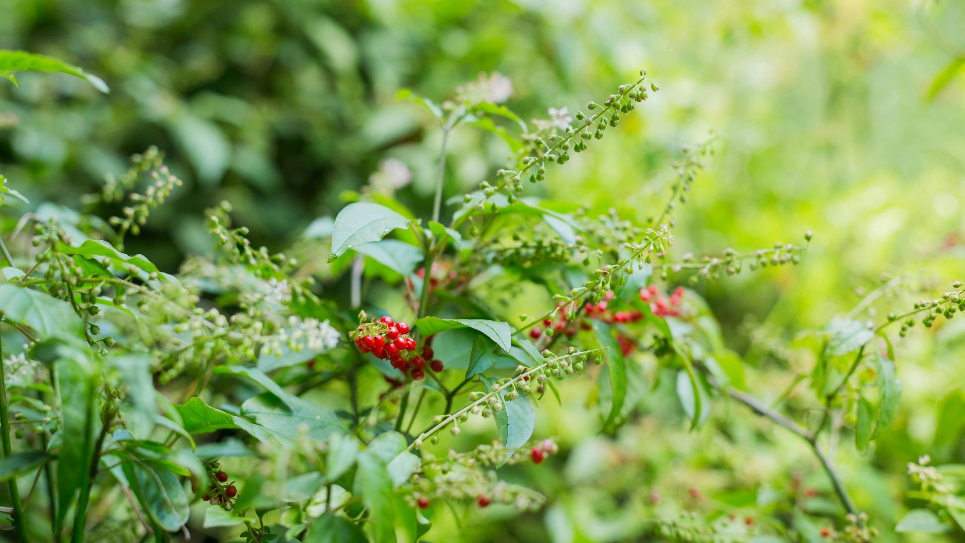 18 Shade-Loving Plants That Thrive In Texas Summers