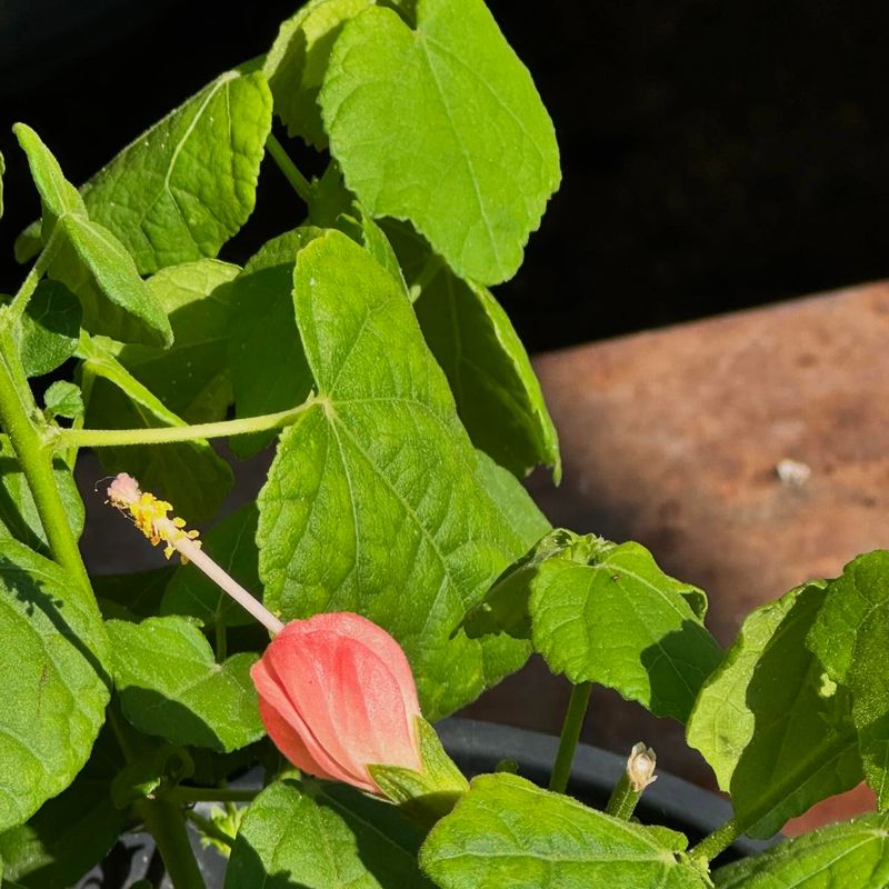 Turk's Cap