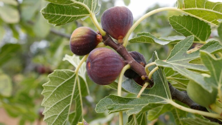 fig tree