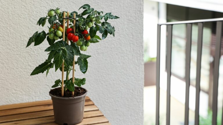 cherry tomatoes in pot
