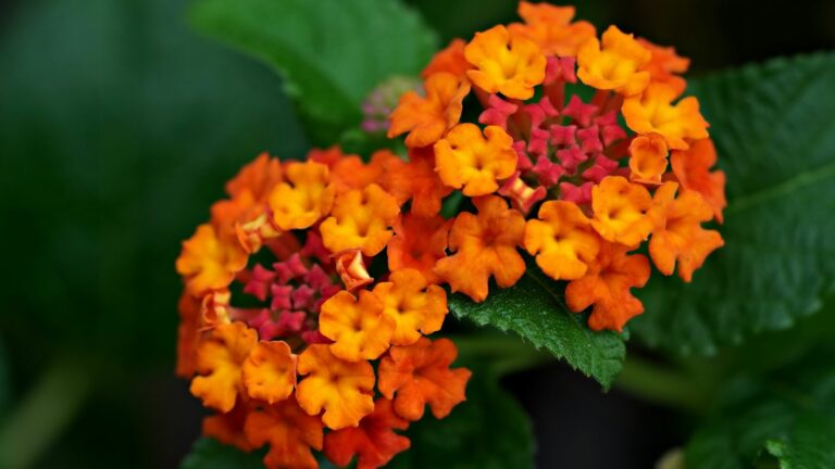 lantana