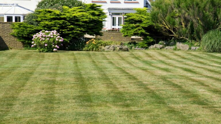 lawn